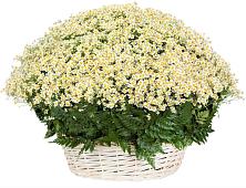 Цветочная композиция из Ромашки в корзине #REPLACE_PRED# Покровском Ростовской области